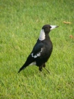 magpie.JPG (76 KB)